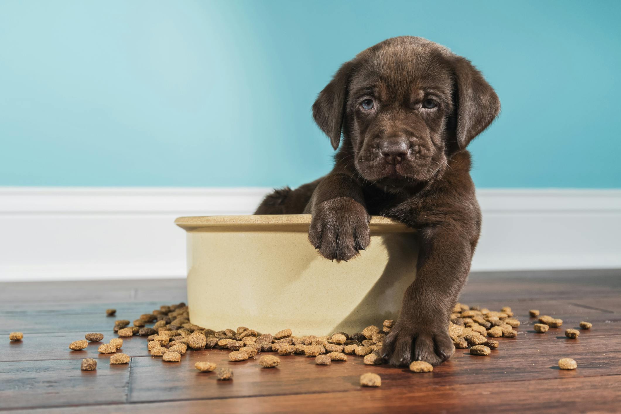 Beat food best sale for puppies